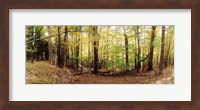 Forest, Kaaterskill Falls area, Catskill Mountains, New York State Fine Art Print