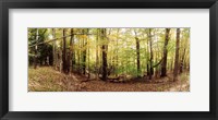 Forest, Kaaterskill Falls area, Catskill Mountains, New York State Fine Art Print