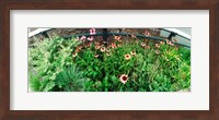Flower bed, High Line, Chelsea, Manhattan, New York City, New York State, USA Fine Art Print