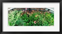 Flower bed, High Line, Chelsea, Manhattan, New York City, New York State, USA Fine Art Print