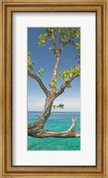 Tree overhanging sea at Xtabi Hotel, Negril, Westmoreland, Jamaica Fine Art Print