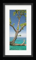 Tree overhanging sea at Xtabi Hotel, Negril, Westmoreland, Jamaica Fine Art Print