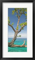 Tree overhanging sea at Xtabi Hotel, Negril, Westmoreland, Jamaica Fine Art Print