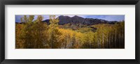 Trees in autumn, Colorado Fine Art Print