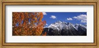 Autumn Trees and snowcapped mountains, Colorado Fine Art Print