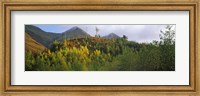Trees on a mountain, Five Sisters of Kintail, Glen Shiel, Highland Region, Scotland Fine Art Print