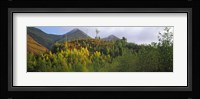 Trees on a mountain, Five Sisters of Kintail, Glen Shiel, Highland Region, Scotland Fine Art Print
