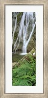 Ferns and the Aber Falls, Abergwyngregyn, Gwynedd, Wales Fine Art Print