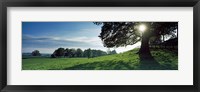 Sun shining through tree in a park, Hovingham Park, Ryedale, North Yorkshire, England Fine Art Print