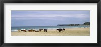 Cows on the beach, White Rocks Bay, County Antrim, Northern Ireland Fine Art Print
