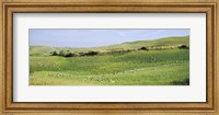 Flock of sheep in a field, Tuscany, Italy Fine Art Print