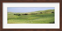 Flock of sheep in a field, Tuscany, Italy Fine Art Print