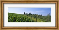 Vineyard, Tuscany, Italy Fine Art Print