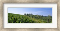 Vineyard, Tuscany, Italy Fine Art Print