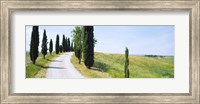 Cypress trees along farm road, Tuscany, Italy Fine Art Print