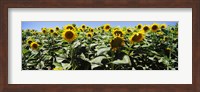 Sunflower field, California, USA Fine Art Print