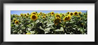 Sunflower field, California, USA Fine Art Print