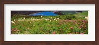 Beargrass with Grinnell Lake in the background, Montana Fine Art Print