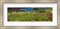 Beargrass with Grinnell Lake in the background, Montana Fine Art Print