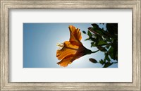 Close-up of a Hibiscus flower in bloom, Oakland, California, USA Fine Art Print