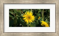 Bee on sunflower, Baden-Wurttemberg, Germany Fine Art Print