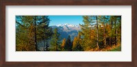 Trees in autumn at Simplon Pass, Valais Canton, Switzerland (horizontal) Fine Art Print