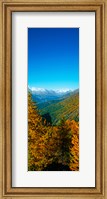 Trees in autumn at Simplon Pass, Valais Canton, Switzerland (vertical) Fine Art Print