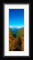 Trees in autumn at Simplon Pass, Valais Canton, Switzerland (vertical) Fine Art Print