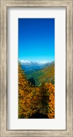 Trees in autumn at Simplon Pass, Valais Canton, Switzerland (vertical) Fine Art Print