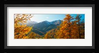 Larch trees in autumn at Simplon Pass, Valais Canton, Switzerland Fine Art Print