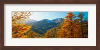 Larch trees in autumn at Simplon Pass, Valais Canton, Switzerland Fine Art Print