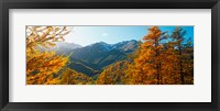 Larch trees in autumn at Simplon Pass, Valais Canton, Switzerland Fine Art Print