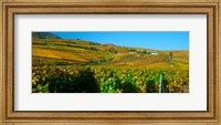 Vineyards in Valais Canton, Switzerland Fine Art Print