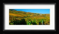 Vineyards in Valais Canton, Switzerland Fine Art Print