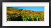 Vineyards in Valais Canton, Switzerland Fine Art Print