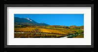 Vineyards in autumn, Valais Canton, Switzerland Fine Art Print