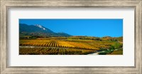 Vineyards in autumn, Valais Canton, Switzerland Fine Art Print