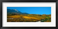 Vineyards in autumn, Valais Canton, Switzerland Fine Art Print