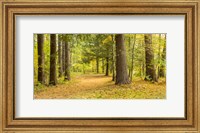 Forest in autumn, New York State, USA Fine Art Print
