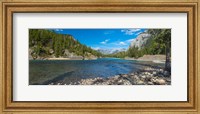 River passing through a forest, Bow River, Banff National Park, Alberta, Canada Fine Art Print