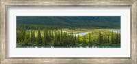 Trees on a hill, Bow Valley Parkway, Banff National Park, Alberta, Canada Fine Art Print