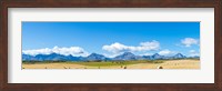 Hay bales in a field with Canadian Rockies in the background, Alberta, Canada Fine Art Print
