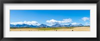Hay bales in a field with Canadian Rockies in the background, Alberta, Canada Fine Art Print