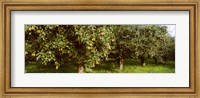 Pear trees in an orchard, Hood River, Oregon Fine Art Print