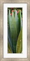 Close-up of a domestic Agave plant, Baja California, Mexico Fine Art Print