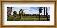 Grove of Mexican fan palm trees near Las Palmas Beach, Todos Santos, Baja California Sur, Mexico Fine Art Print
