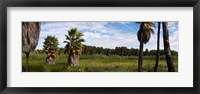 Grove of Mexican fan palm trees near Las Palmas Beach, Todos Santos, Baja California Sur, Mexico Fine Art Print