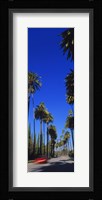 Palm trees along a road, Beverly Hills, Los Angeles County, California, USA Fine Art Print