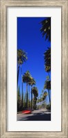 Palm trees along a road, Beverly Hills, Los Angeles County, California, USA Fine Art Print
