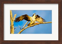 Osprey (Pandion haliaetus) with spread wings perching on a branch Fine Art Print